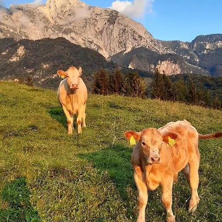 Tourist Farm Zvanc *