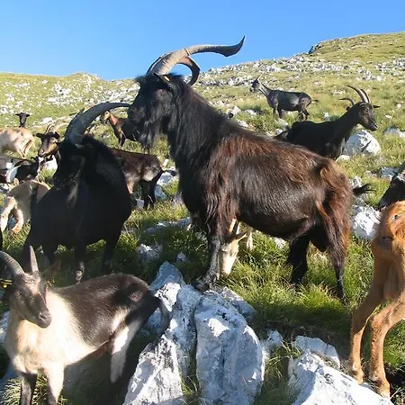 Tourist Farm Zvanc Kobarid