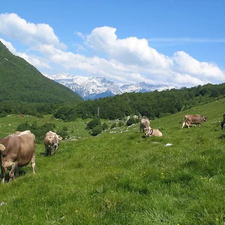 Tourist Farm Zvanc Bivanje na kmetiji
