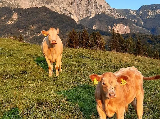 Tourist Farm Zvanc *