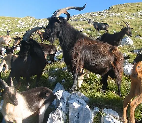 Tourist Farm Zvanc コバリード