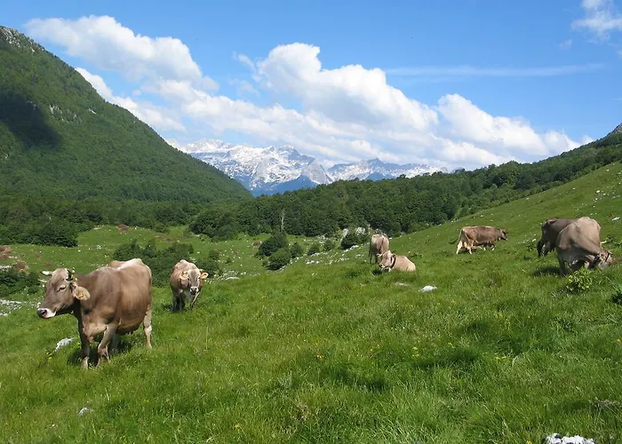 Tourist Farm Zvanc ファームステイ